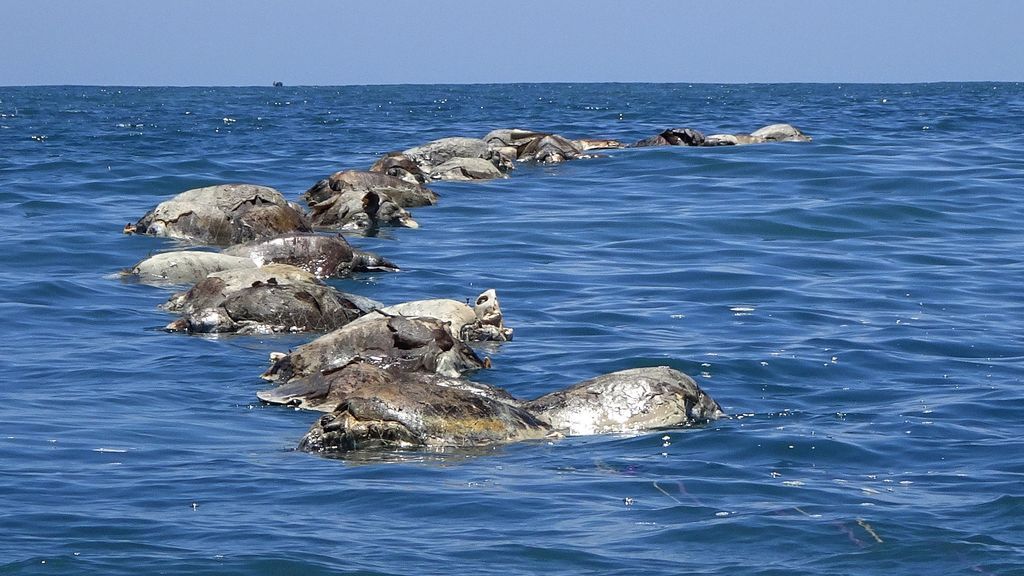 A la deriva frente a la costa sur de México: así hallan muertas a 300 tortugas lora