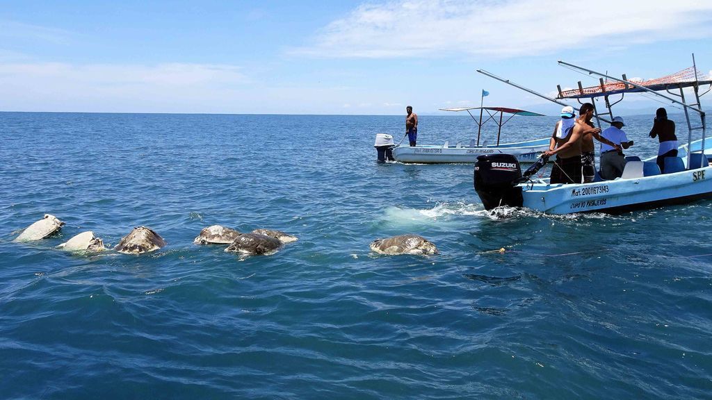 Desoladora imagen frente a la costa sur de México: 300 tortugas lora flotan a la deriva