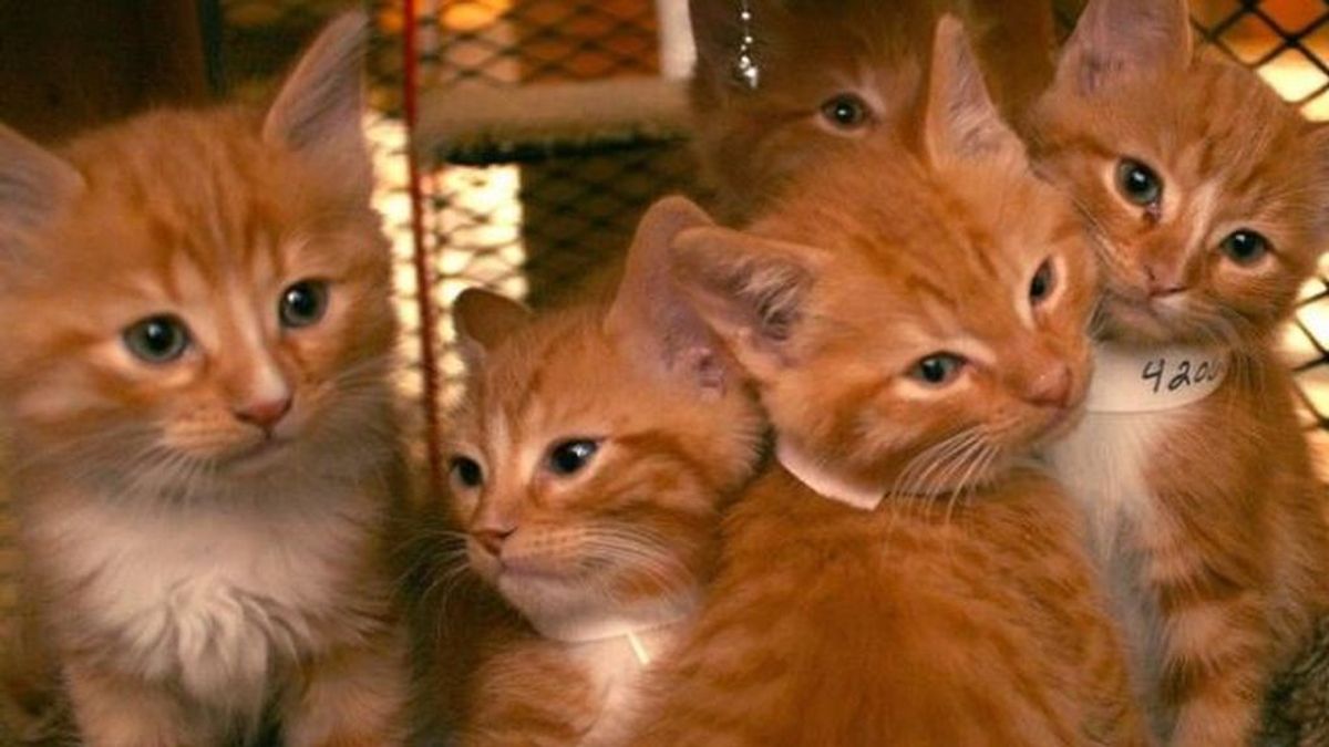 Los trabajadores de un ayuntamiento 'alquilan' gatos para acariciarlos en su jornada laboral