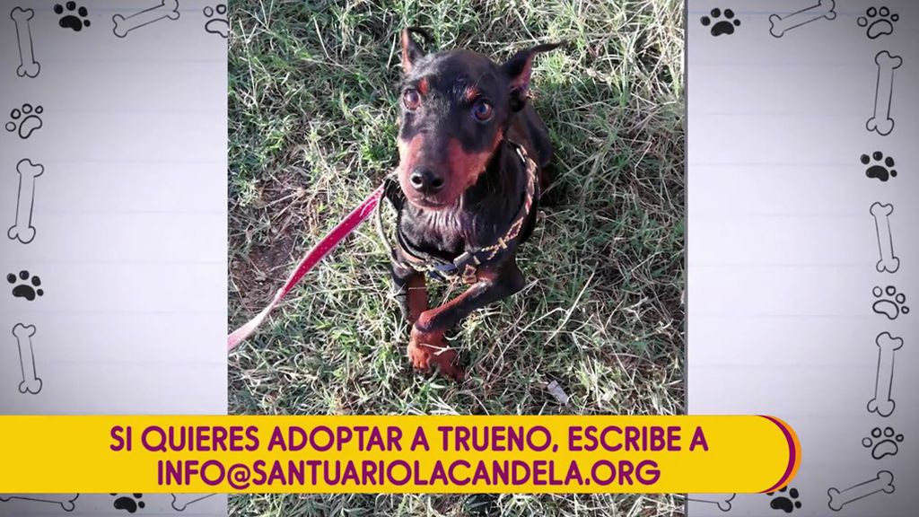 Buscamos una familia para Trueno, un perro al que encontraron con los huesos rotos