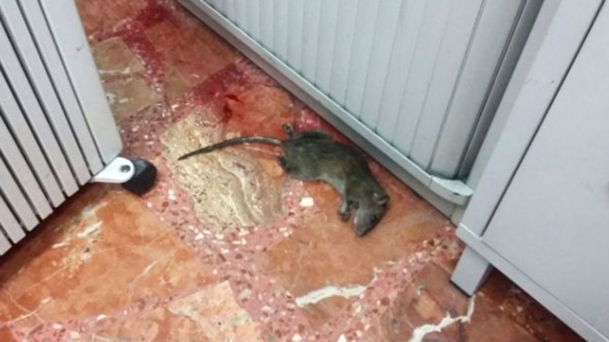 El Gobierno aprueba 200 millones de euros para erradicar las ratas de los cuarteles de la Guardia Civil