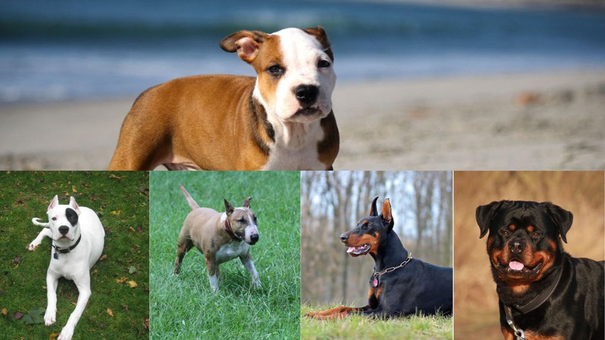 ¿Sabes cuáles son los perros potencialmente peligrosos?