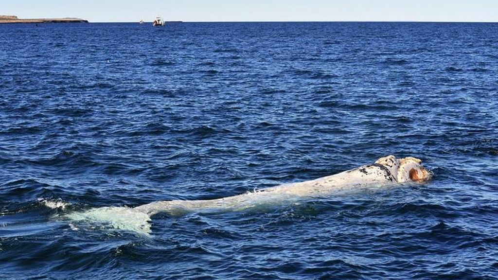 Ballenas y delfines, el espectáculo del mar Cantábrico