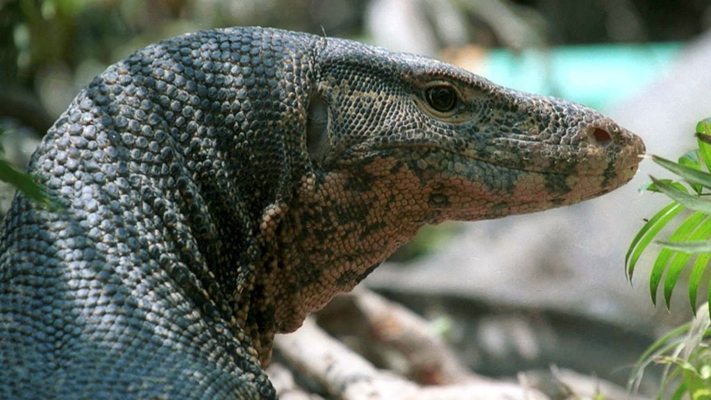 Un lagarto gigante mantiene atemorizada a una familia en Florida