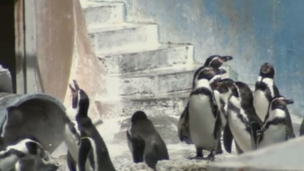 Movilización en Japón por un delfín y 46 pingüinos abandonados en un zoo durante 7 meses