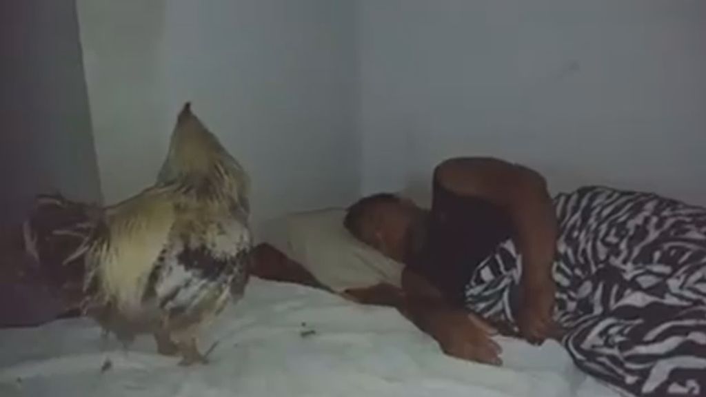 ¿Eres de los que no se despiertan? Cómprate un gallo