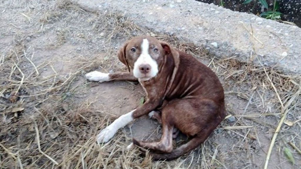 Adoptan a Sky,  la perra que salvó a un anciano con alzhéimer en Castellón