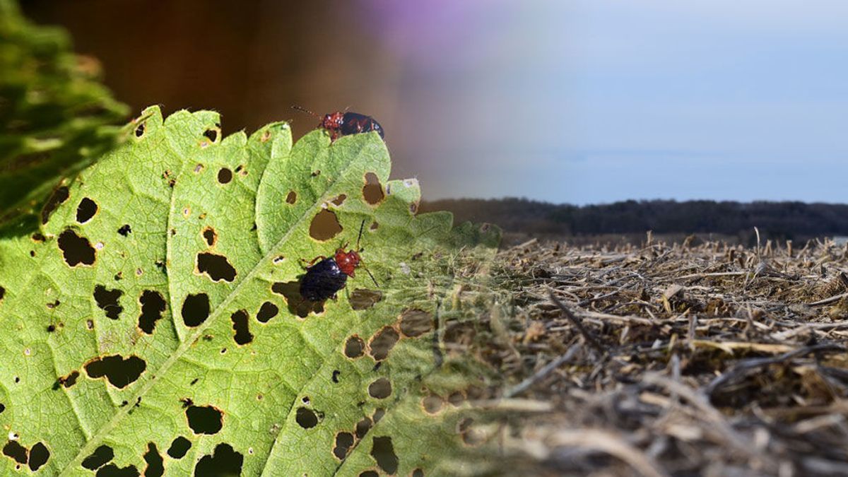 Una plaga de insectos hambrientos afectará a cultivos de todo el mundo: claves para entender que nos espera