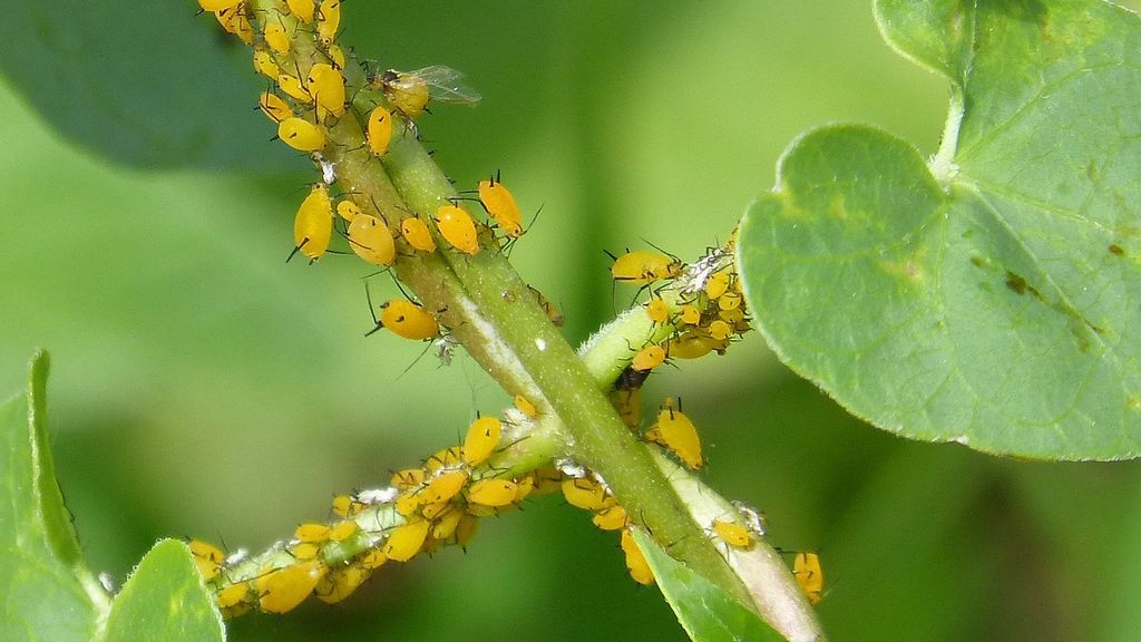 insectos
