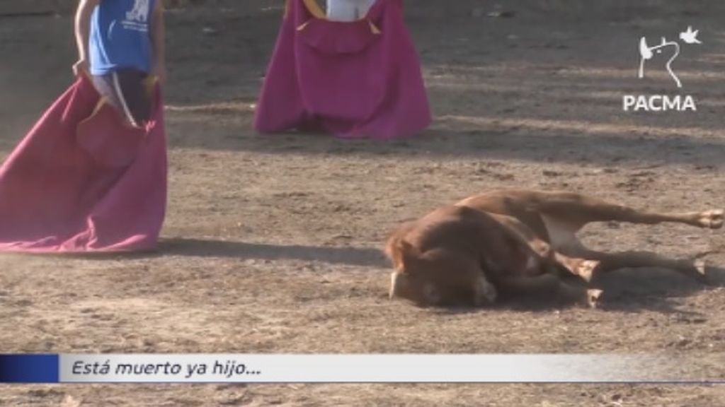 PACMA pretende denunciar las barbaridades que se cometen en las becerradas