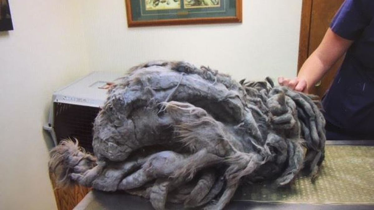Abandonan una bola gigante de pelo y no saben lo que ha debajo Abandonan una bola gigante de pelo y no saben lo que ha debajo