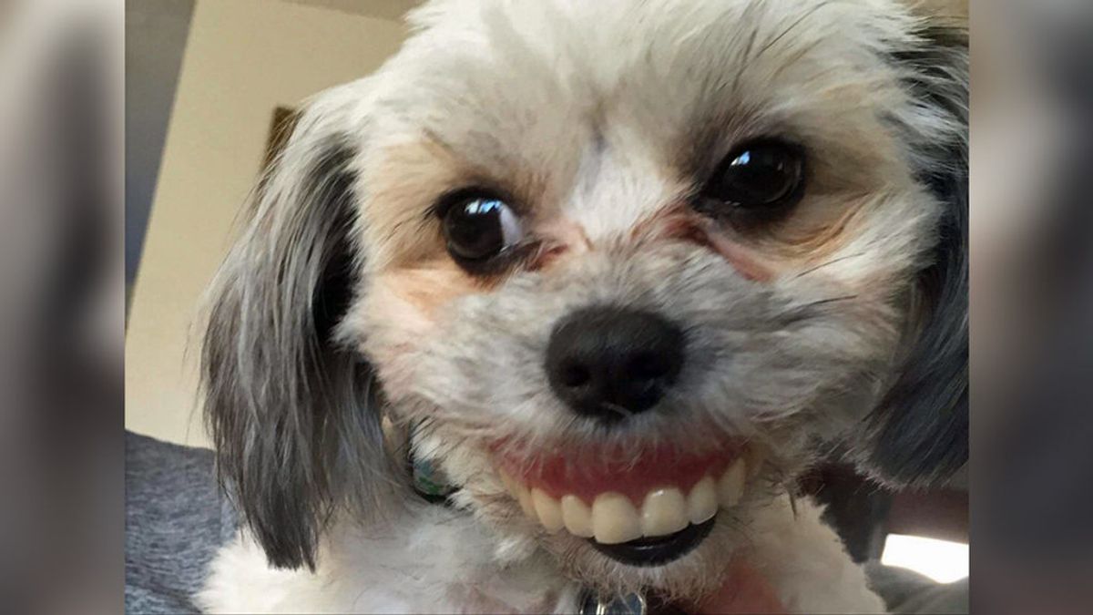 ¿Qué hace esta perra con dentadura humana?