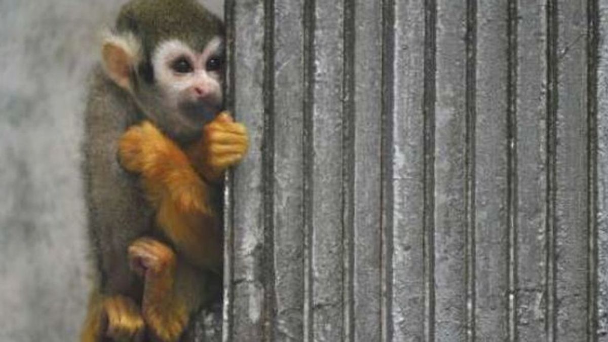 Se cuela en un zoo para robar un mono para su novia, se pelea con ellos y acaba condenado