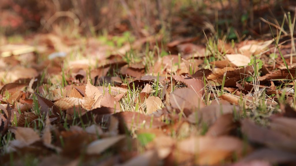 otoño seco