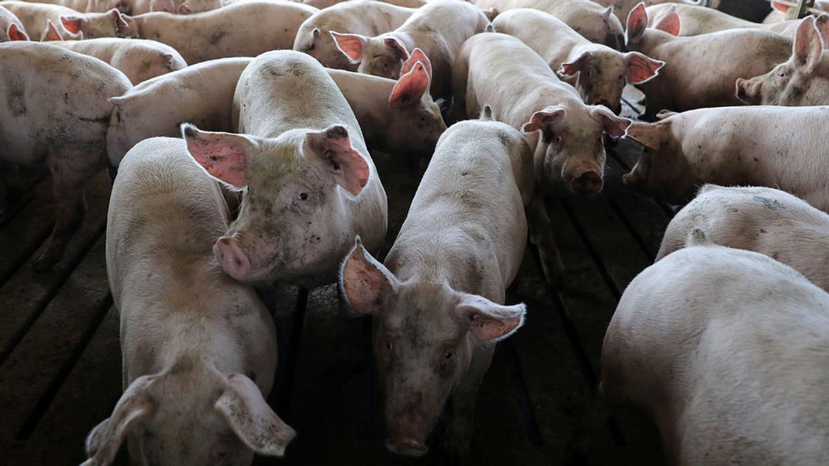 Japón registra su primer brote de peste porcina después de 26 años