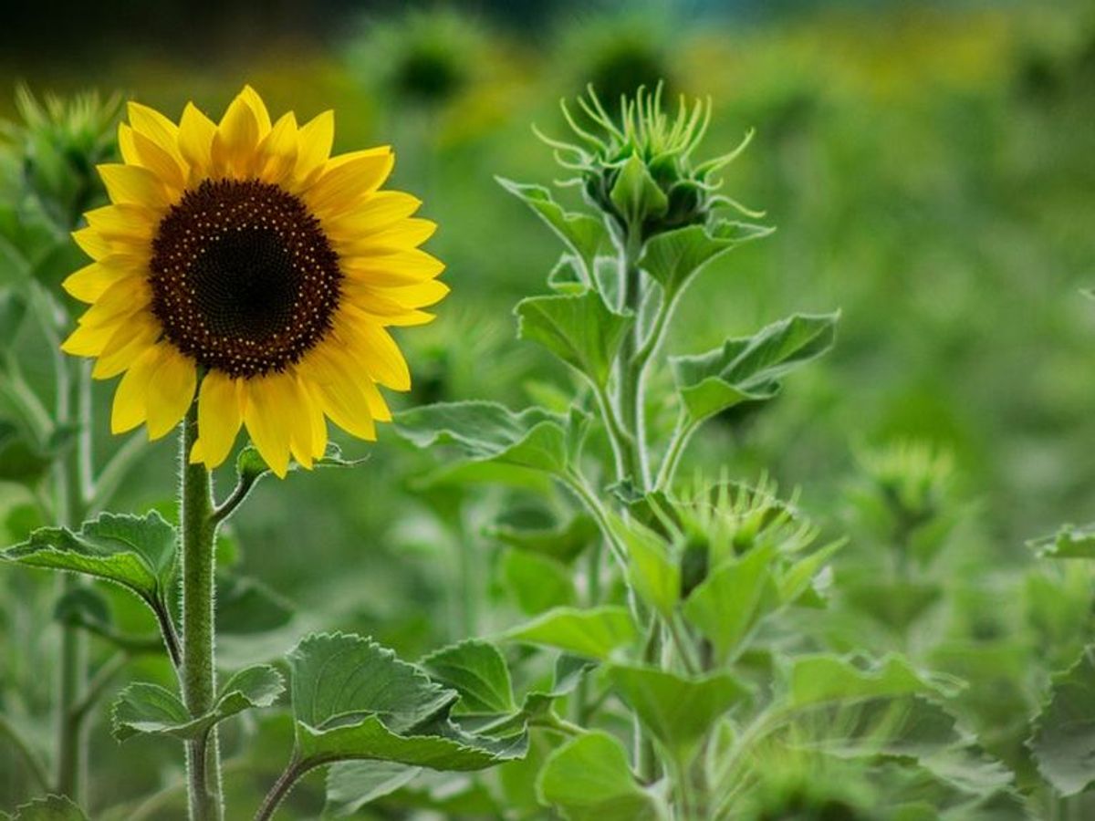 De pipa a girasol: el hilo de Twitter que muestra una asombrosa  transformación