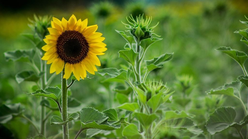 De pipa a girasol: el hilo de Twitter que muestra una asombrosa transformación