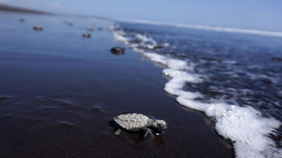 Los dientes, fósiles clave para analizar la adaptación de las especies al cambio climático