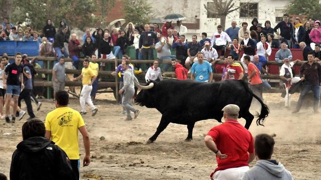 Toro de la Vega sin muerte por segundo año consecutivo