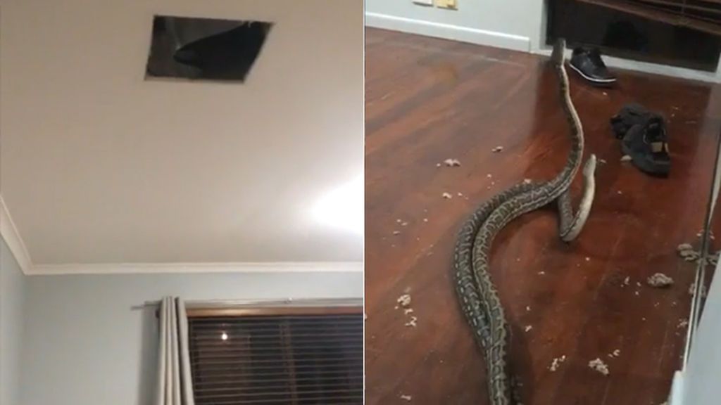 Susto aterrador al caer dos serpientes en casa tras romper parte del techo