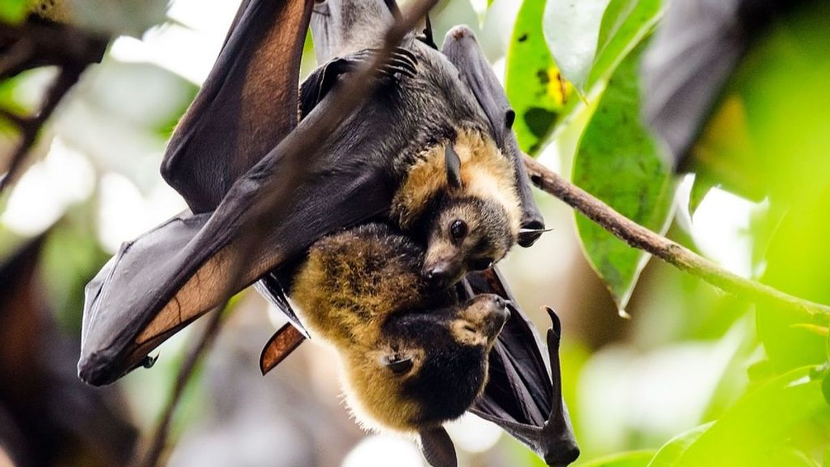 El murciélago que mordió a un joven en Huelva tenía la rabia