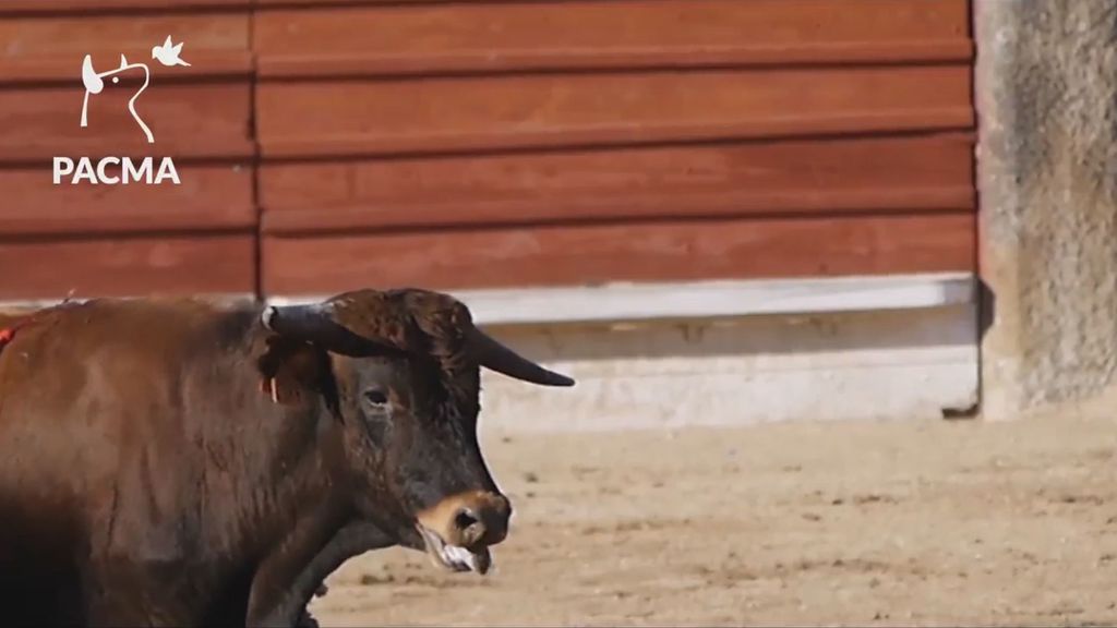 "El vídeo que los taurinos no quieren que veas": apuñalados hasta la muerte delante de niños