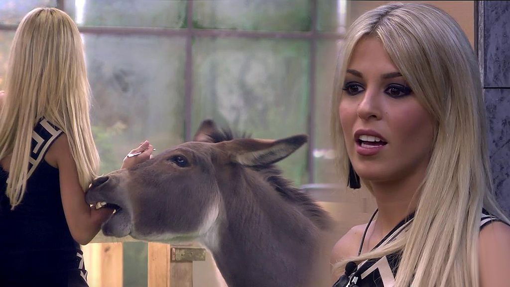 Oriana se estrena en 'GH VIP 6' con el divertido ataque de un burro adorable: "¡Me está mordiendo!"