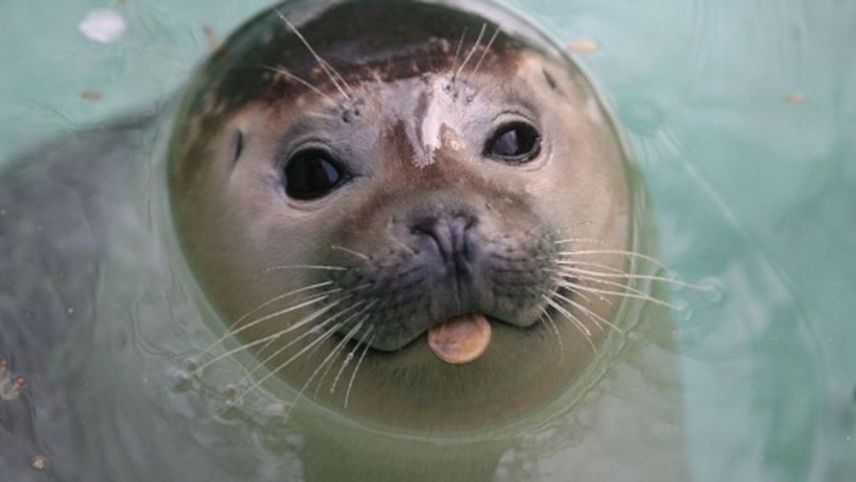 La foca monje volverá a las costas de Fuerteaventura en el año 2019