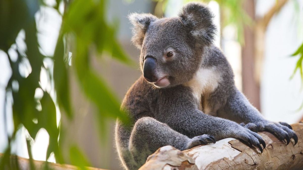 Hallan la diversidad genética que puede salvar a los koalas de la extinción