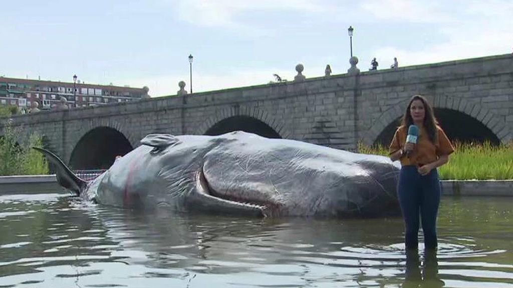 ¡Un cachalote en el Manzanares!