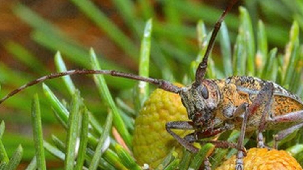 Llega a la Península una plaga capaz de matar un árbol en semanas Llega a la Península una plaga capaz de matar un árbol en semanas