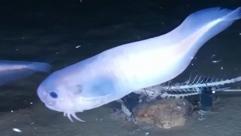 Peces fantasmales y crustáceos que nadan bocarriba, las nuevas especies descubiertas en la fosa de Atacama