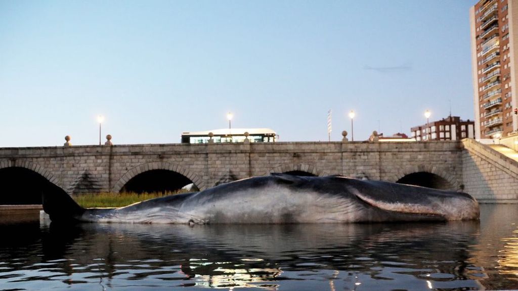 Un cachalote sorprende en el río Manzanares