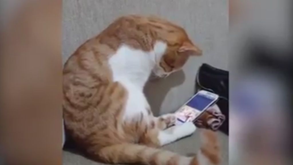 La tierna imagen de un gato abrazando a un móvil cuando vuelve a ver a su dueño fallecido