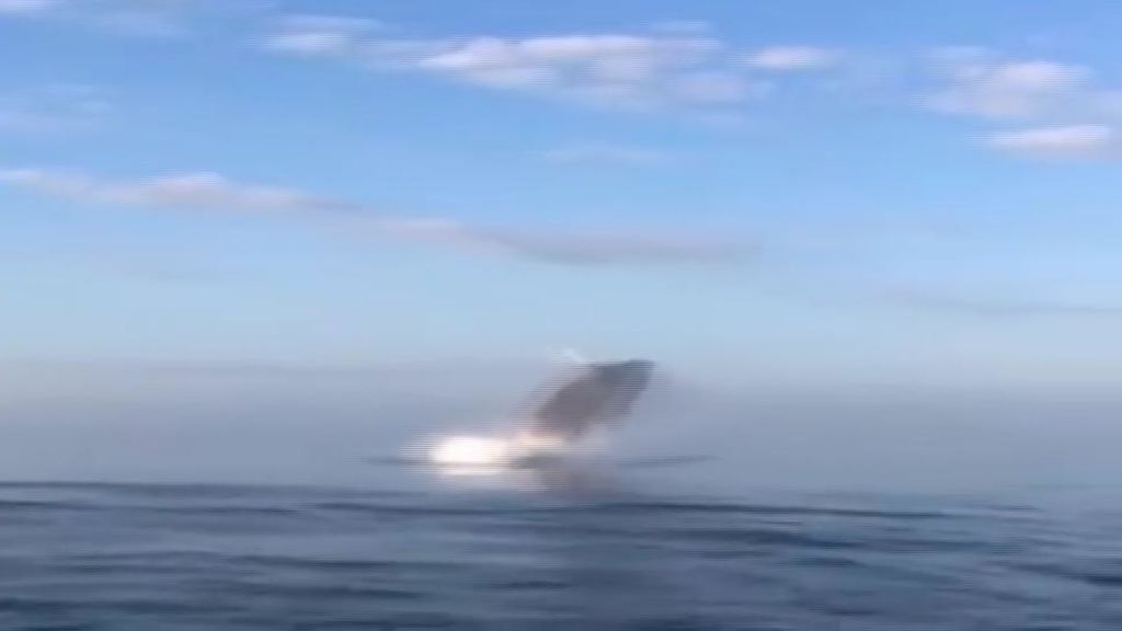 El espectacular triple salto de unas ballenas en Canadá