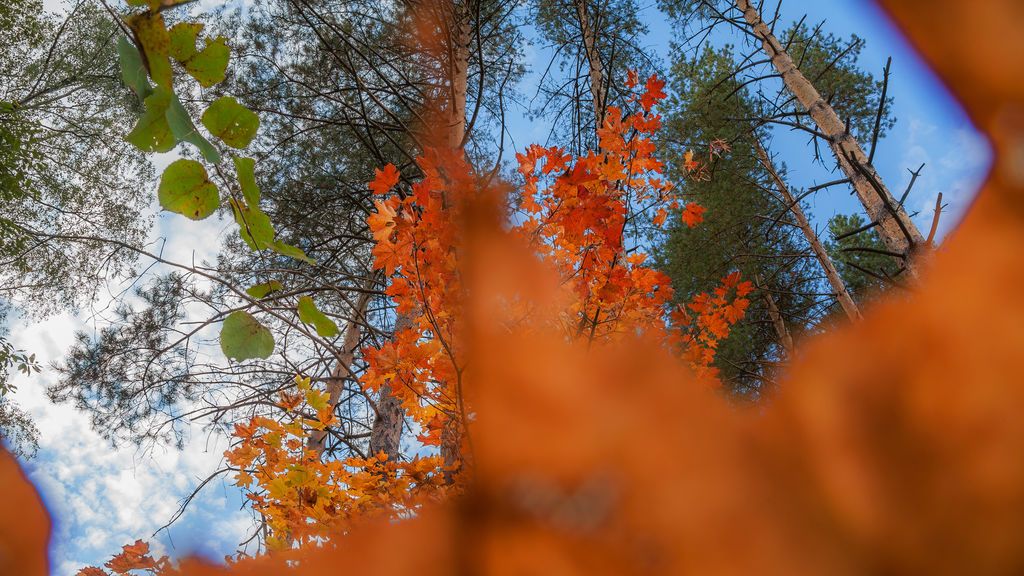 otoño
