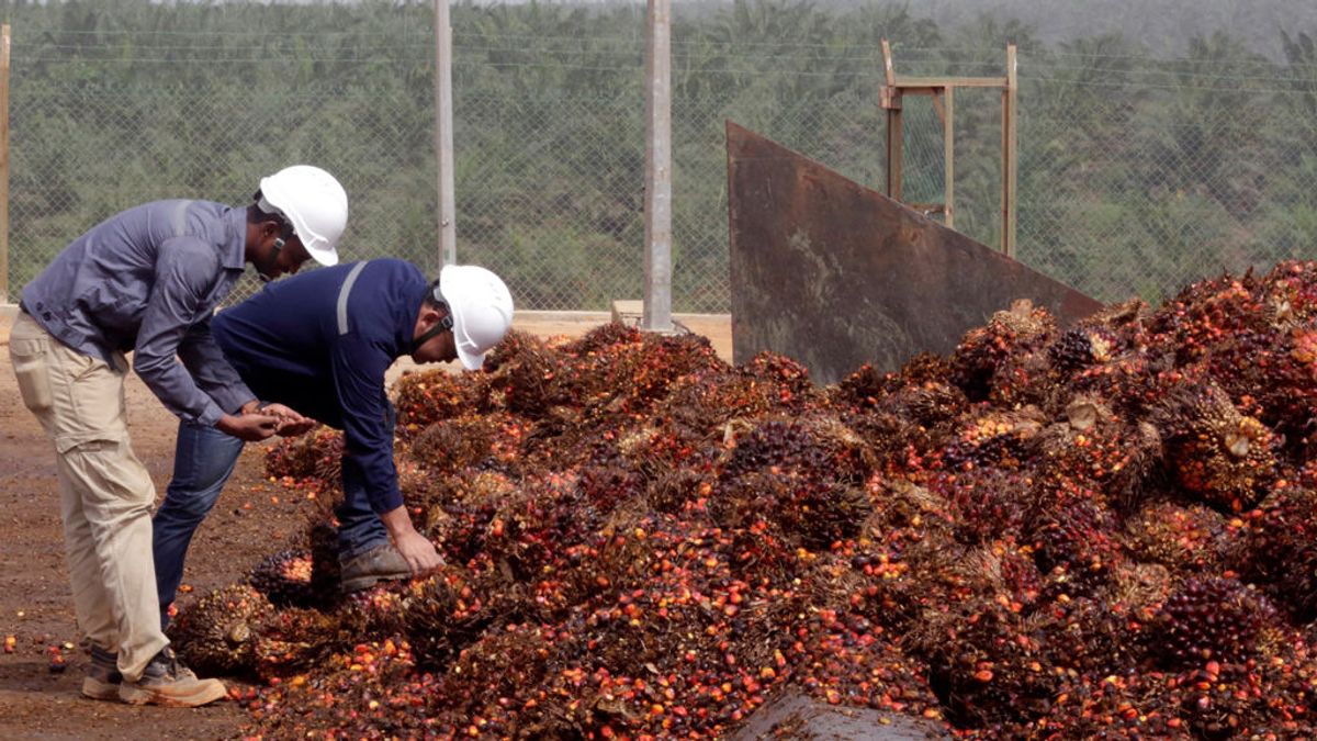 Greenpeace acusa a 25 productores de aceite de palma de deforestar 1.300 km2 de selva