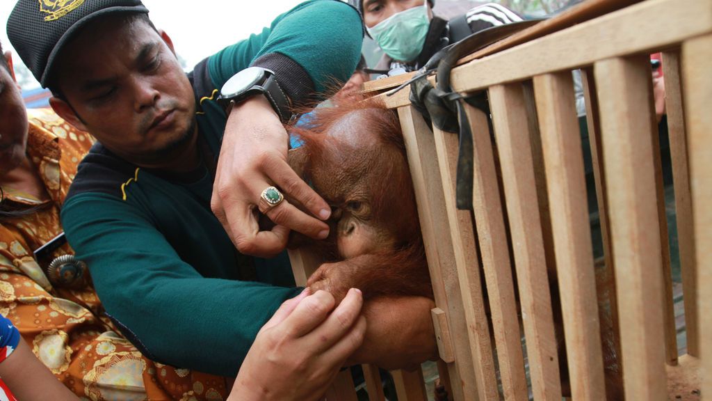 El aceite de palma acaba también con los orangutanes