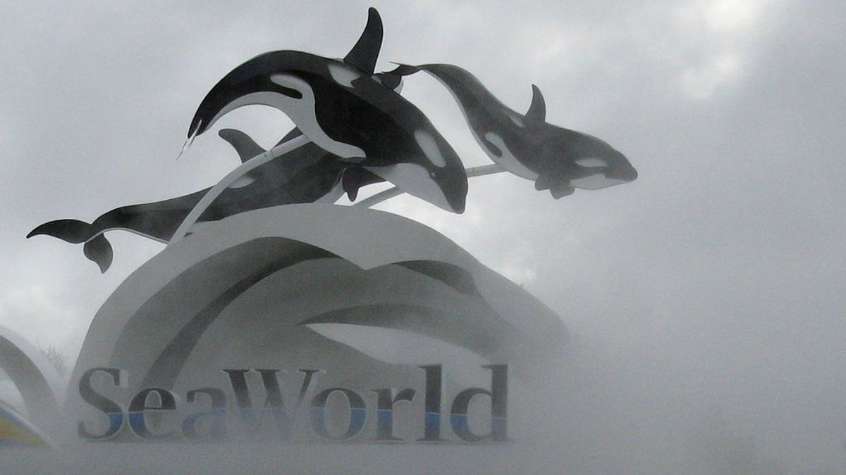 Multa de cinco millones de dólares a SeaWorld por ocultar impacto del documental 'Blackfish'