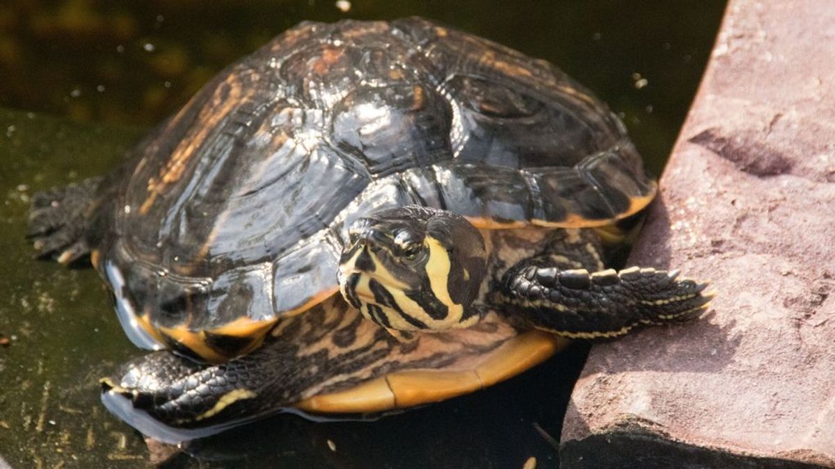 Sale de fiesta en Tenerife y acaba en urgencias porque tenía una tortuga muerta en su vagina