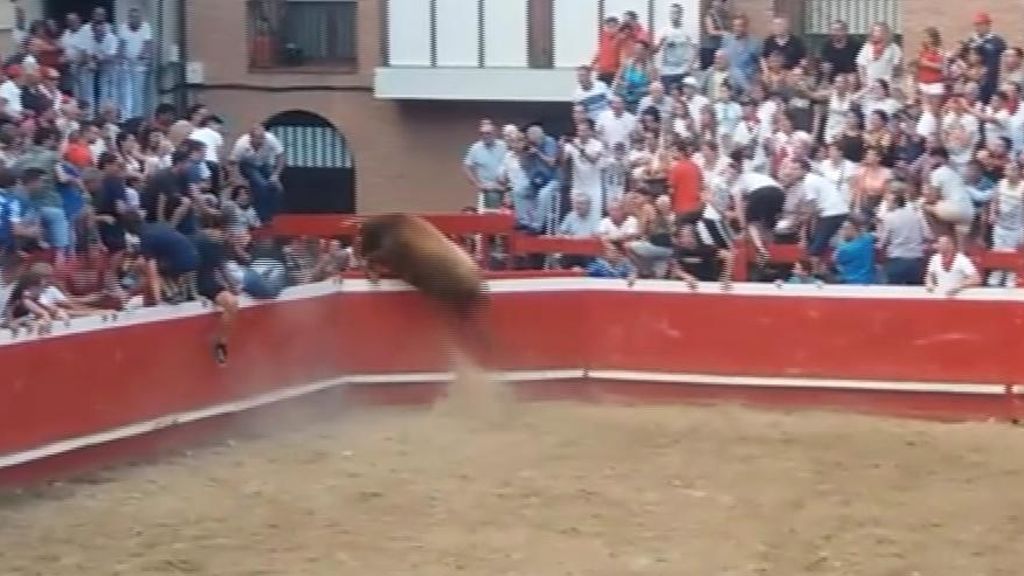 Un toro se escapa de la plaza y siembre el pánico en las calles de Villafranca