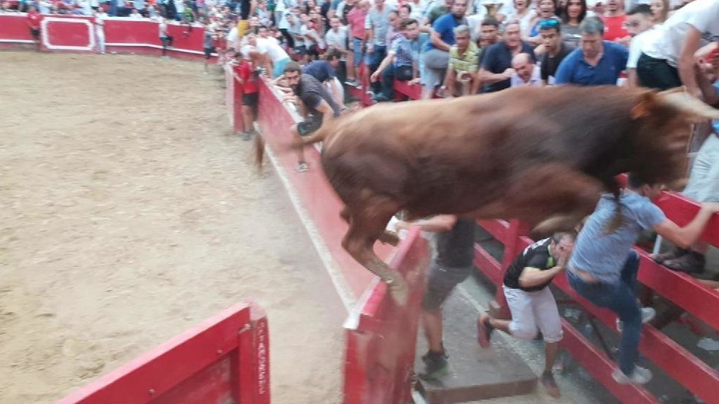 Toro a la fuga en Villafranca (Navarra)