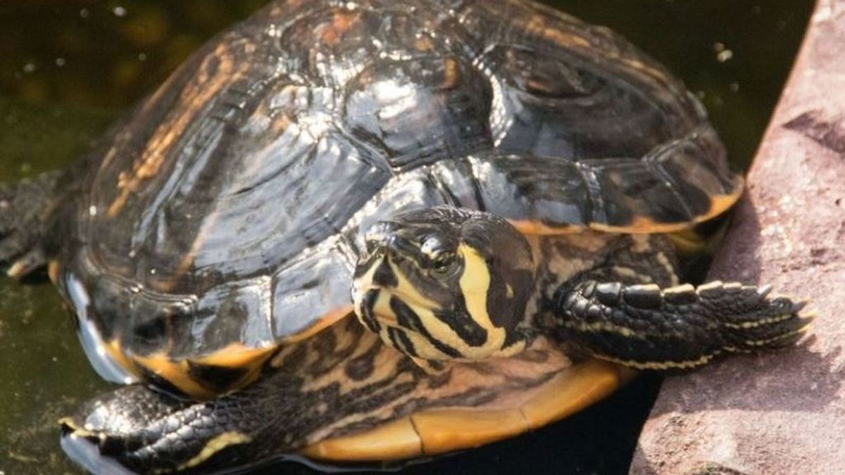 La polémica de la tortuga en la vagina sigue: ¿es fruto de una agresión sexual?