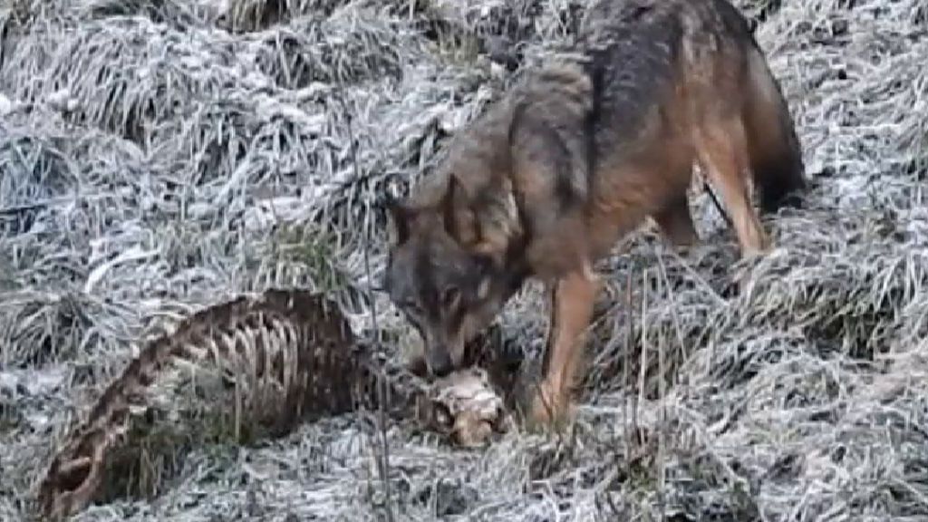 Se prohíbe la caza de lobos en la zona de España con mayor densidad de estos animales