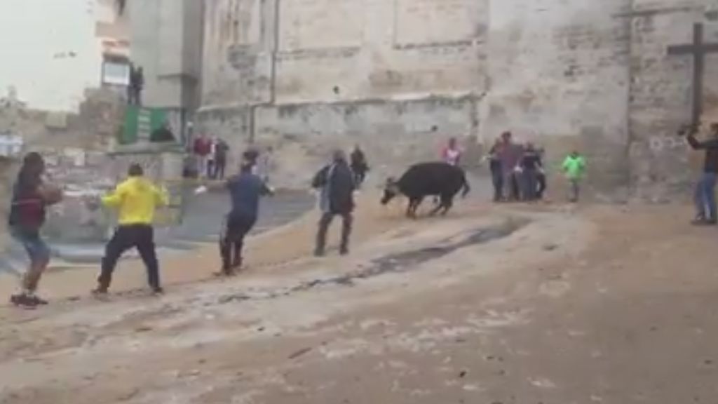 Un vídeo muestra el sufrimiento de una vaquilla en unos festejos en Cuenca