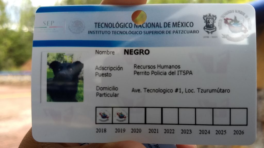 Tres perros reciben su carné del Instituto Tecnológico Superior de Pátzcuaro (ITSPA)