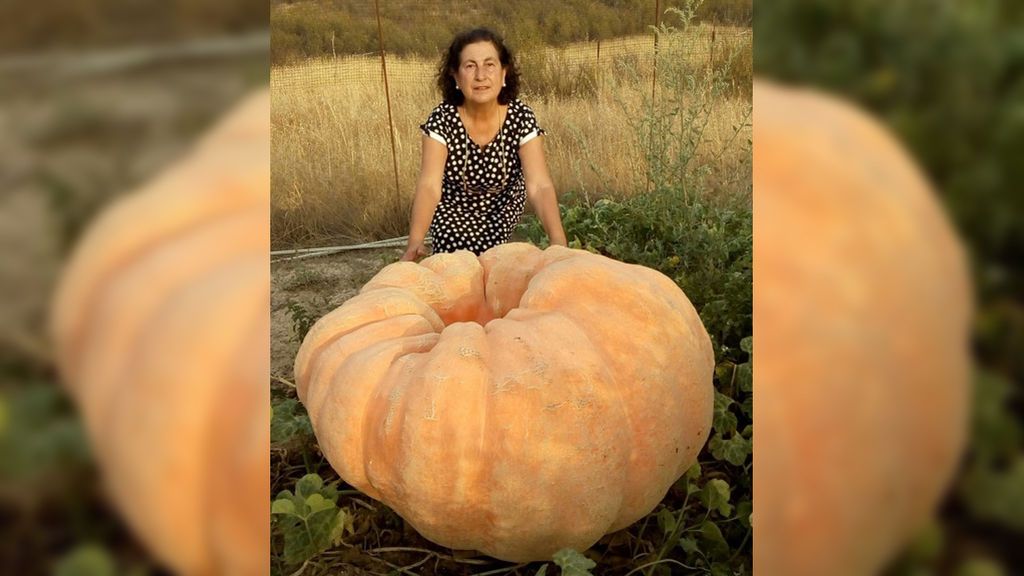 Una cacereña cultiva una calabaza gigante de 150 kilos