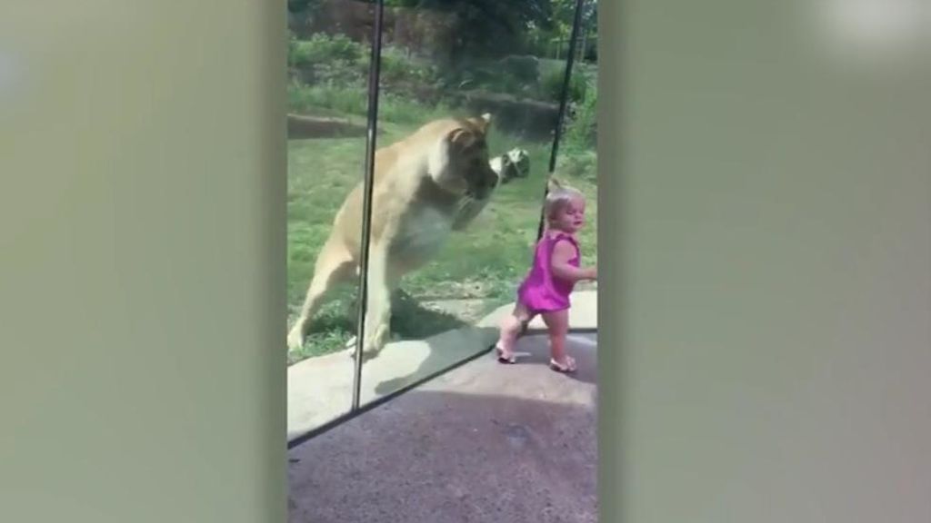 Huye entre sollozos tras el ‘ataque’ de una leona en un zoo de EEUU