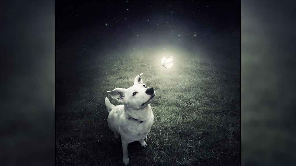 Una artista húngara usa su talento para que los perros abandonados encuentren dueño