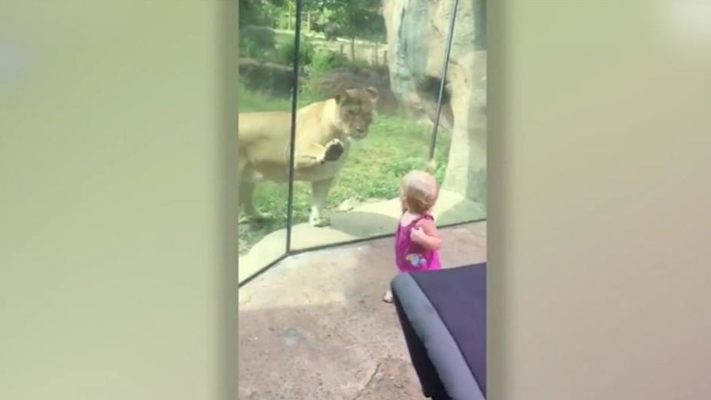 Una leona ‘ataca’ a una niña detrás del cristal en un zoo de EEUU